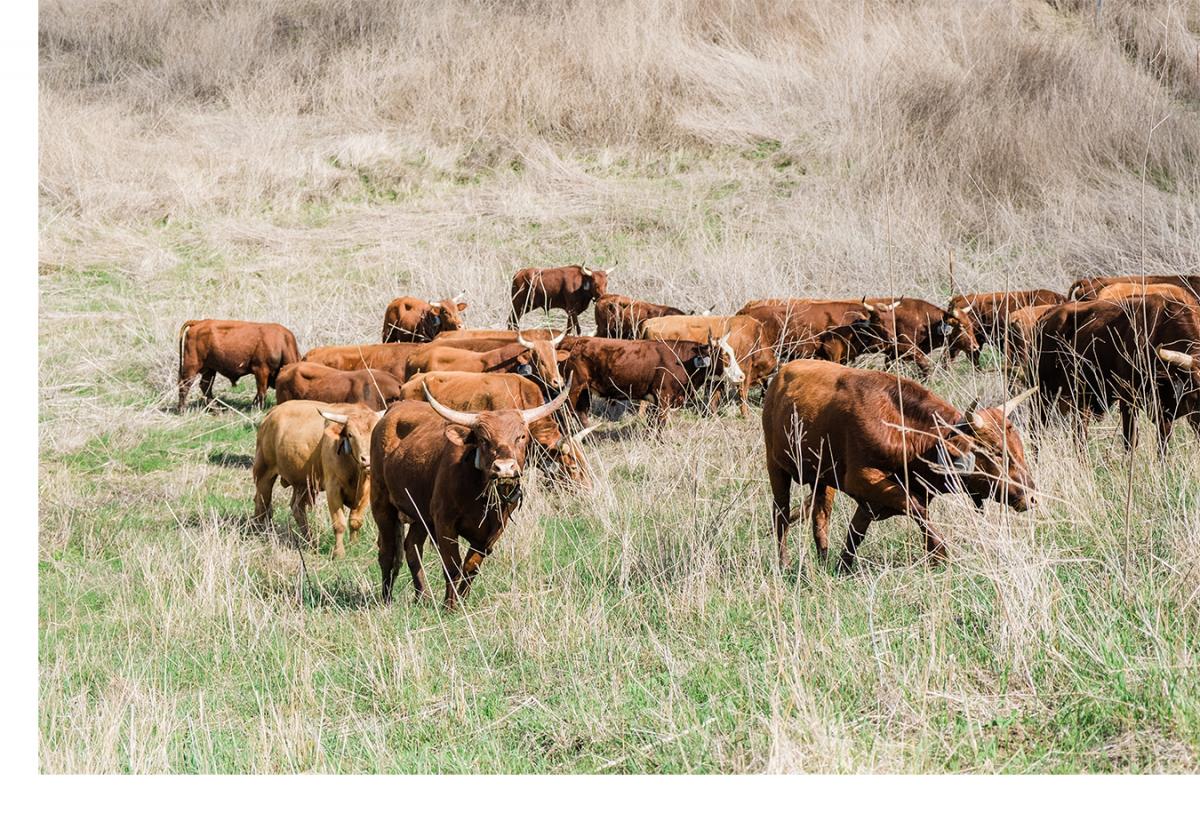 Live Oak Canyon Grazing